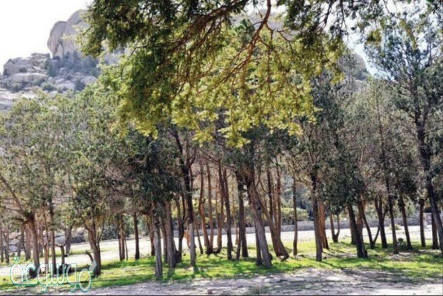 غابات تنومة اين تقع