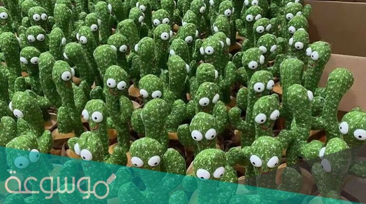 ما هي قصة الصبارة الراقصة وكم سعرها